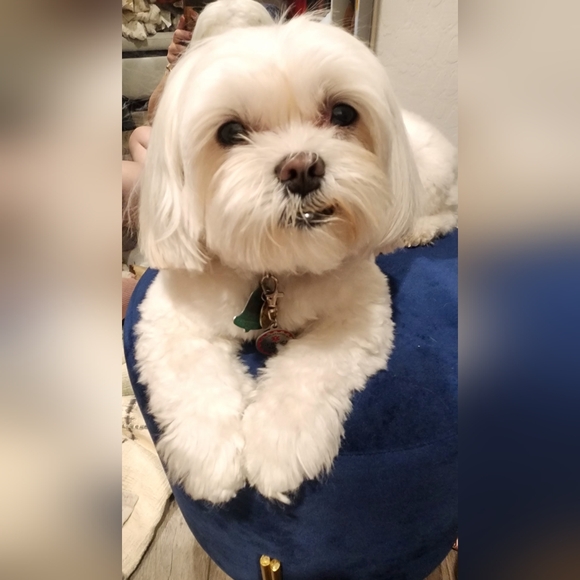 Meet your Posher, Christina - Picture 2 of 4